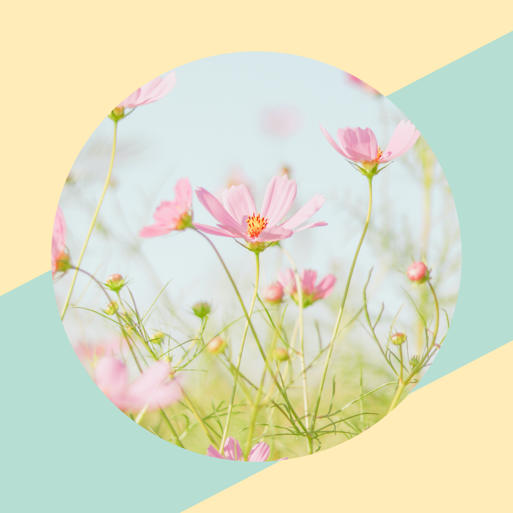 5 Best SVGs For Spring