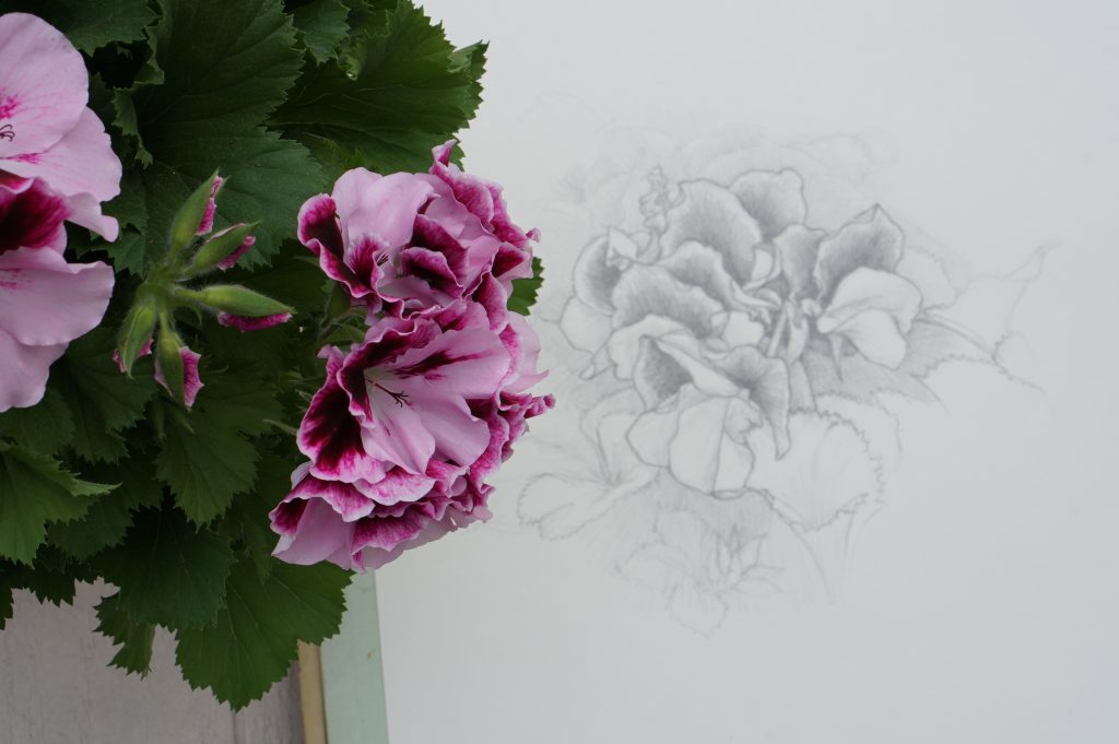 Geranium Drawing